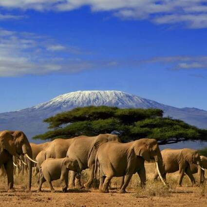 A-view-of-Kilimanjaro-with-a-her