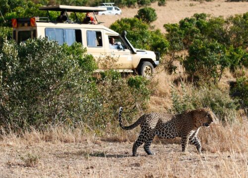 4-Day Masai Mara & Lake Nakuru Safari Itinerary 2026