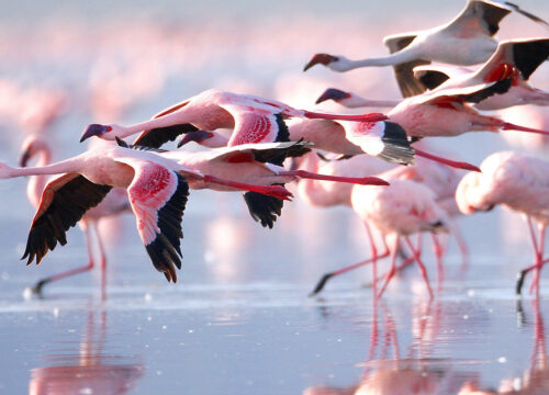 6 Days Kenyan relaxing Luxury Safari