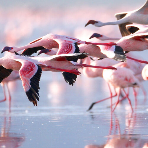 6 Days Kenyan relaxing Luxury Safari