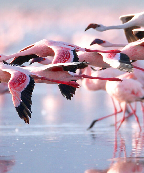 6 Days Kenyan relaxing Luxury Safari