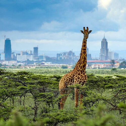 Nairobi National Park Half-Day Tour