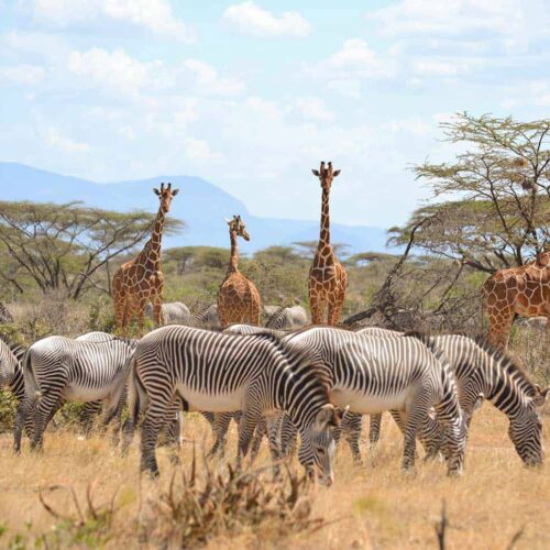 6 Days Classic Tsavo – Amboseli Luxury