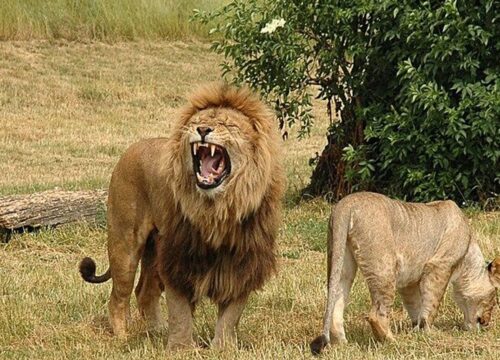 6 Days Kenya Luxury Classic Safari