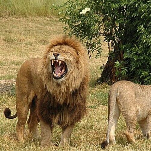 6 Days Kenya Luxury Classic Safari