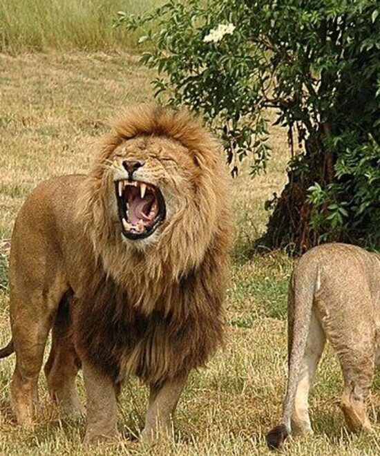 6 Days Kenya Luxury Classic Safari