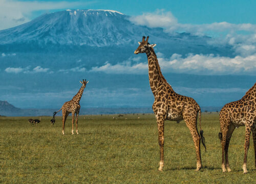 6 Days Kenyan classic Safari
