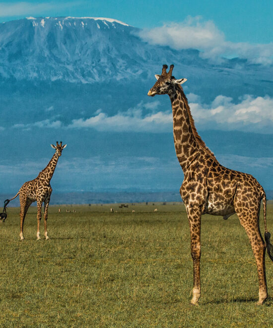 6 Days Kenyan classic Safari