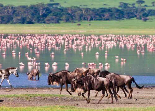 6-Day Group Joining Masai Mara, Nakuru & Amboseli