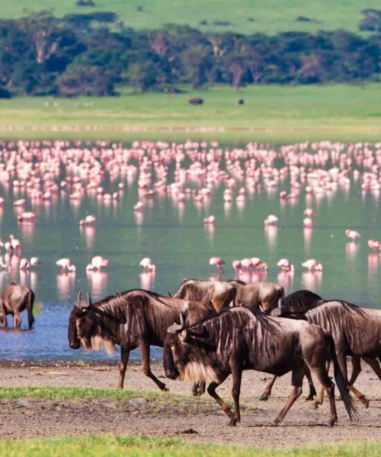 6-Day Group Joining Masai Mara, Nakuru & Amboseli