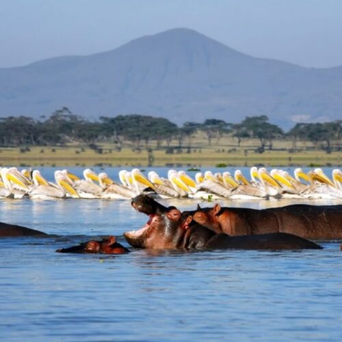 7 Days Kenyan classic safari luxury