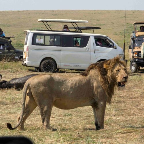 4 Days Kenyan Safari Mara -Nakuru