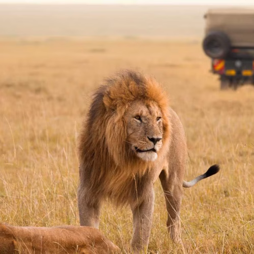 5-Day Group Joining Masai Mara-Nakuru-Naivasha
