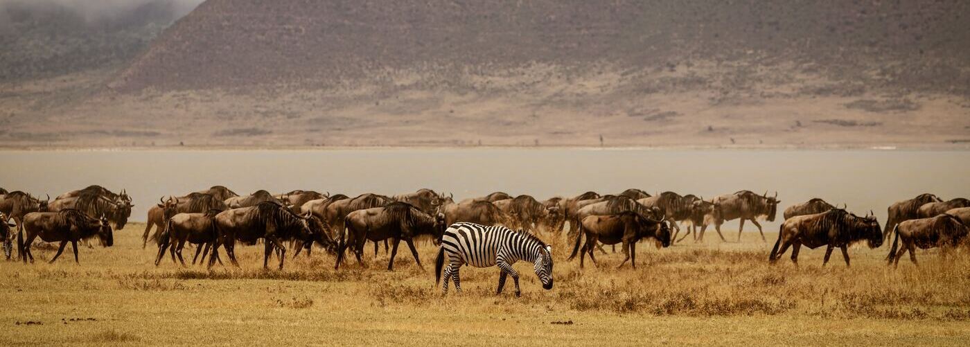 3 Days Kenya Budget Group Safari Land-cruiser