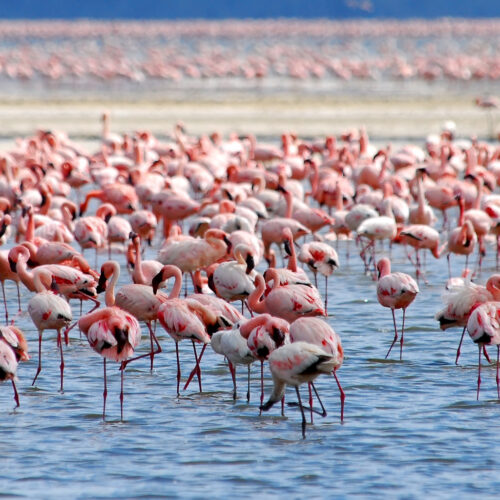 Day trip to Lake Nakuru National park
