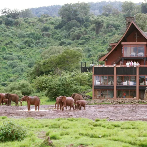 7-Day Group Joining Masai Mara Nakuru Amboseli