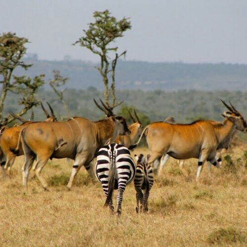 10 Days Kenya Bush Safari only