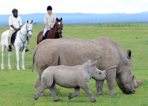 Kenya vs Tanzania Safari: Which Destination Wins?