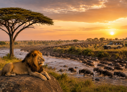 Masai Mara Safari Guide 2026: Wildlife, Costs, Migration & Travel Tips-Probe Africa Safaris
