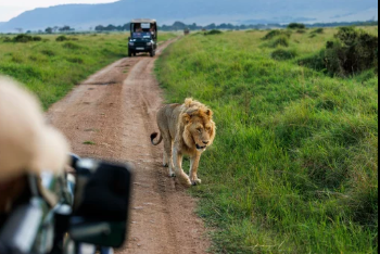 So You Want to Go on a Kenya Safari? Here is Everything You Need to Know (2026)