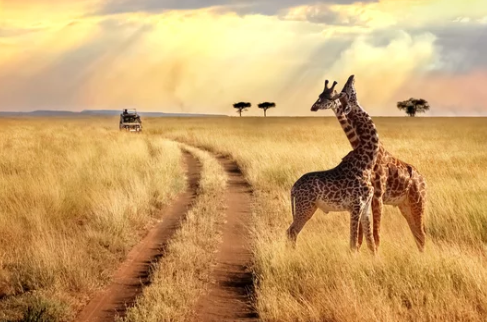 So You Want to Go on a Kenya Safari? Here is Everything You Need to Know (2026)