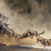 Serengeti Safari Guide 2026: Wildlife, Migration, Costs & Travel Tips-Probe Africa Safaris