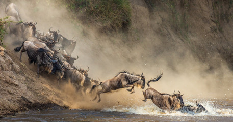 Serengeti Safari Guide 2026: Wildlife, Migration, Costs & Travel Tips-Probe Africa Safaris